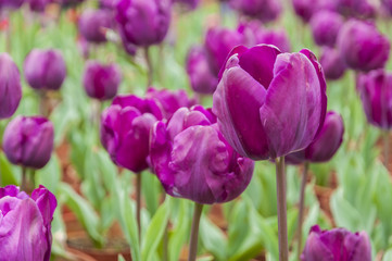 Tulips flower closeup 