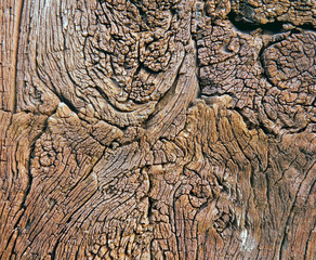 Bizarre Holzstrukturen