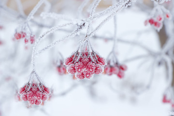 Viburnum fruits in frost. Beautiful winter background