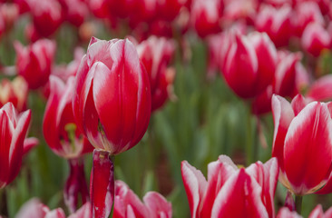 Fototapeta premium Tulips flower closeup 