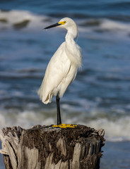 Sea bird on piling