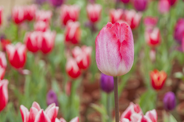 Tulips flower closeup 