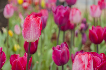 Tulips flower closeup 