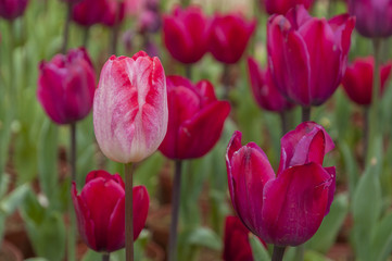 Tulips flower closeup 