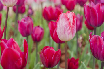 Tulips flower closeup 