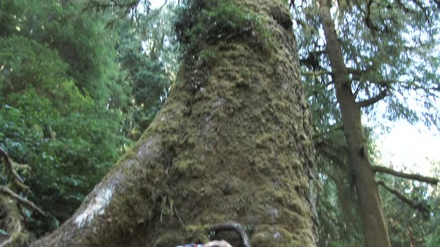 Model released woman walks up to huge sitka spruce tree in Oregon forest.