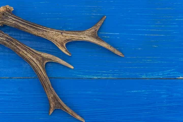 Plexiglas foto achterwand hunting season/deer antlers on blue wooden background with copy space © stsvirkun