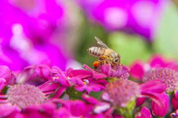 Cineraria flower and bee closeup background and texture 