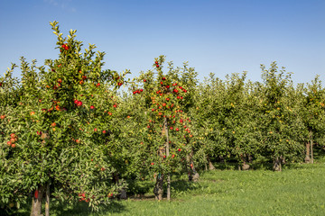 Fototapeta premium Ripe apple Orchard nature fruits agriculture farmland