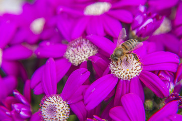 Cineraria flower and bee closeup background and texture 