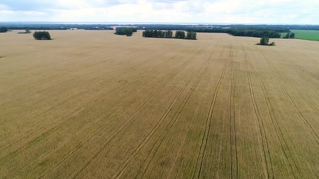 The wheat fields. Beautiful landscape from a height. Shooting at a drone.