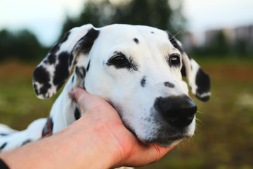 Close up portrait of a dalmatian dog