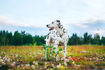 Adorable dalmatian dog outdoors in summer
