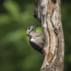 Beautiful Great Spotted Woodpecker bird Dendrocopos Major on tree stump in woodland landscape setting