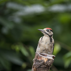 Beautiful Great Spotted Woodpecker bird Dendrocopos Major on tree stump in woodland landscape setting