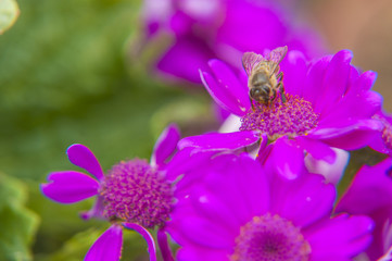 Cineraria flower and bee closeup background and texture 