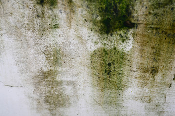 close up green moss on a broken white wall