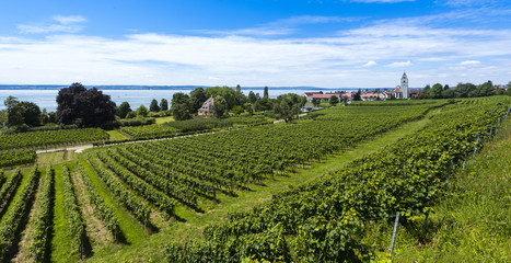 Fototapeta na wymiar The village Hagnau at Lake Constance with vineyards in the foreground - Hagnau, Lake Constance, Baden-Wuerttemberg, Germany, Europe