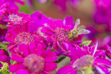 Cineraria flower and bee closeup background and texture 
