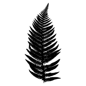 Fern frond black silhouette. Isolated on white background. Vector.
