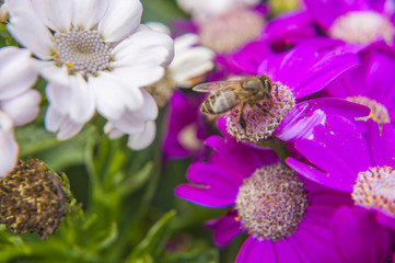 Cineraria flower and bee closeup background and texture 