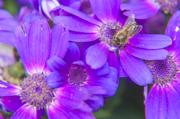 Cineraria flower and bee closeup background and texture 