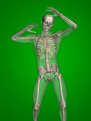 Human skeleton, 3D Model, Green Background
