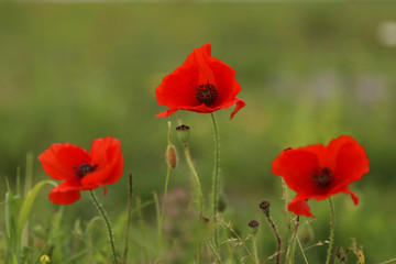 Klatschmohn