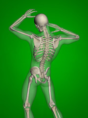 Human skeleton, 3D Model, Green Background