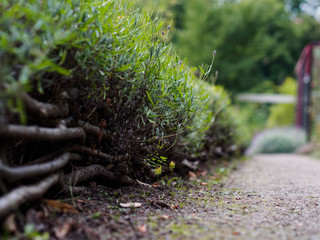 Grass and roots growing by a garden path
