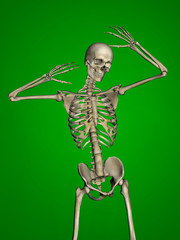 Human skeleton, 3D Model, Green Background
