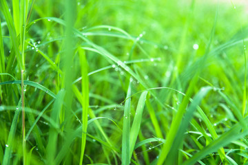 Fresh green grass with water drops