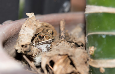 Toad hiding in the old nests of the birds left.