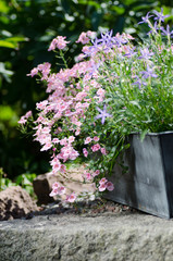 Cottage garden - beutiful flowers in pots