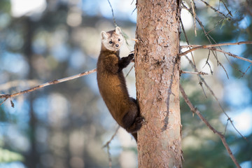 Obraz premium Pine Marten