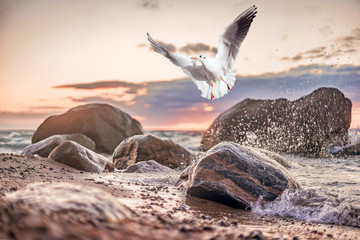 Obrazy na Plexi  mewa startuje między skałami w Morzu Bałtyckim w pobliżu Dranske na Rugii