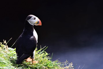 Puffin Islande