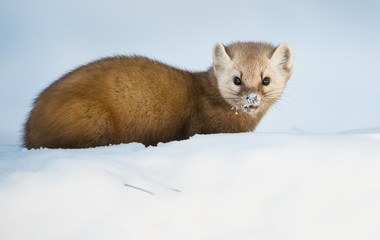 Pine Marten
