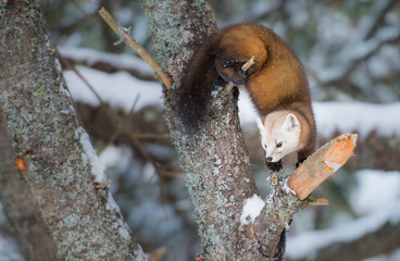 Pine Marten