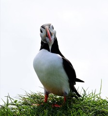 Puffin Islande