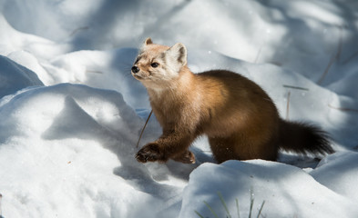 Pine Marten