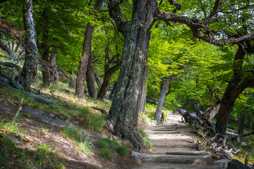 Obraz premium Path under the trees on the slope. Shevelev.