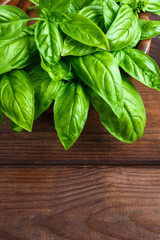 Basil fresh aromatic herb spice for italian vegetarian salads on a wooden dark background in rustic style with copy space