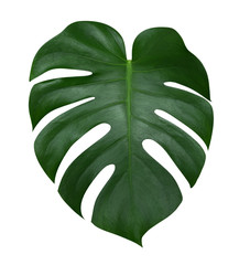 Monstera plant  leaf, the tropical evergreen vine isolated on white background, clipping path...