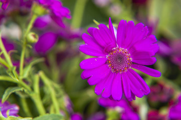 Beautiful blooming cineraria flower closeup in garden