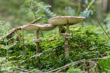Gemeiner Riesenschirmling - Parasol Pilz