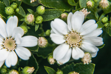 Beautiful blooming cineraria flower closeup in garden