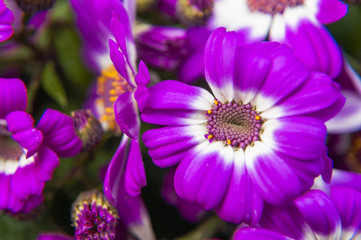 Beautiful blooming cineraria flower closeup in garden