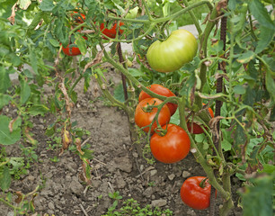 Growing tomatoes in my backyard