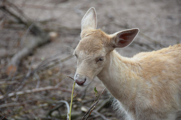 a young goat eating leaves on the branches